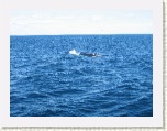 Humpback Whales * 2592 x 1944 * (1.69MB)